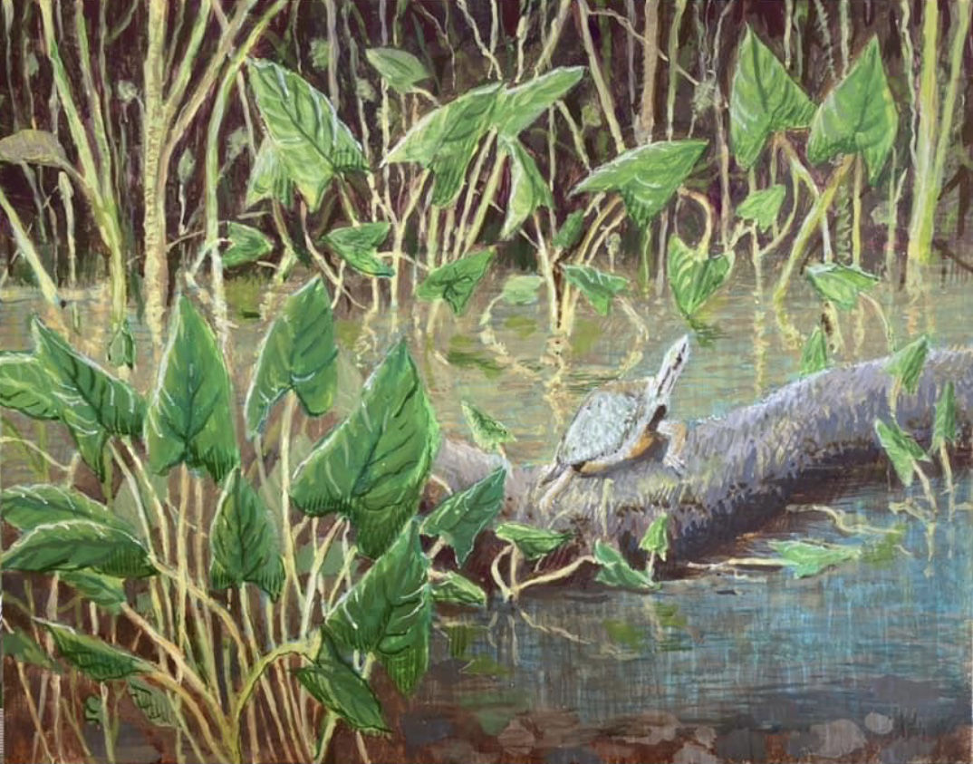 Arrowroot and Turtle by Jane Carr
